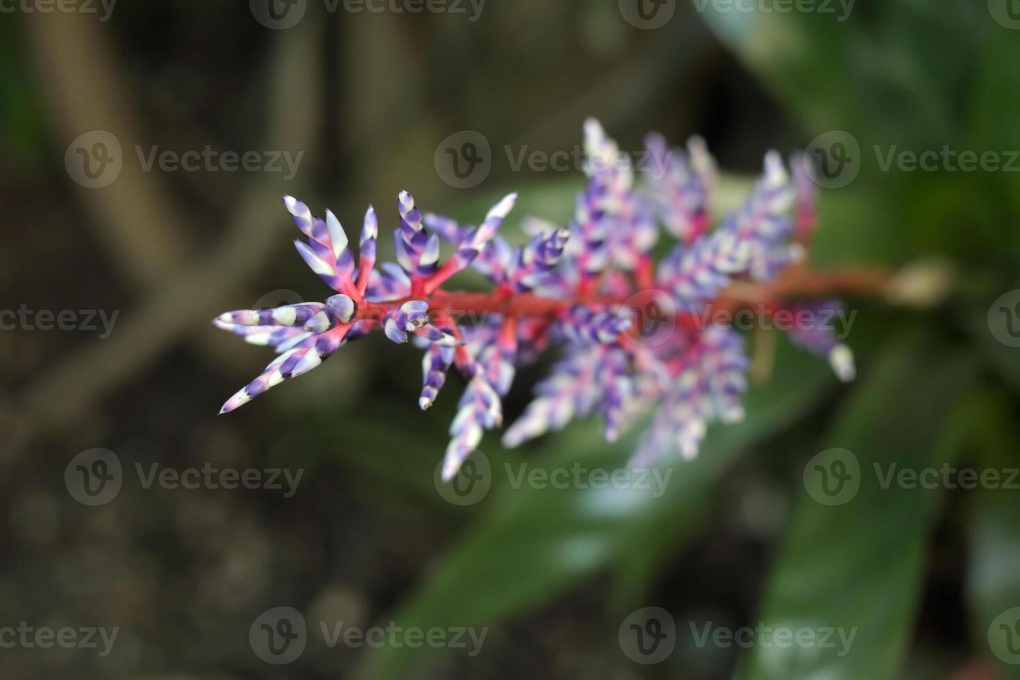 Violet-white bromelia with selective focus effect. photo