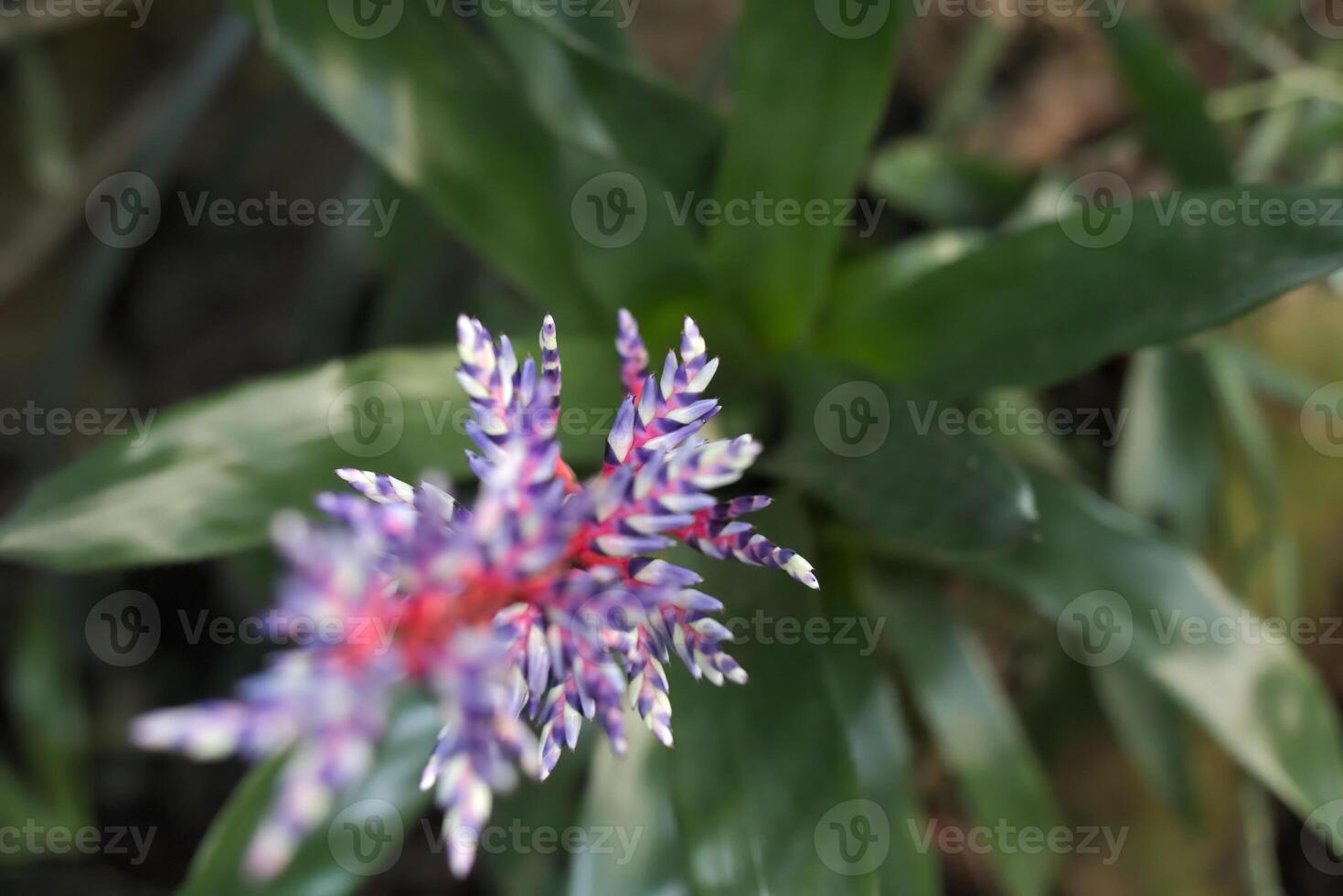 Violet-white bromelia with unusual selective focus effect. photo