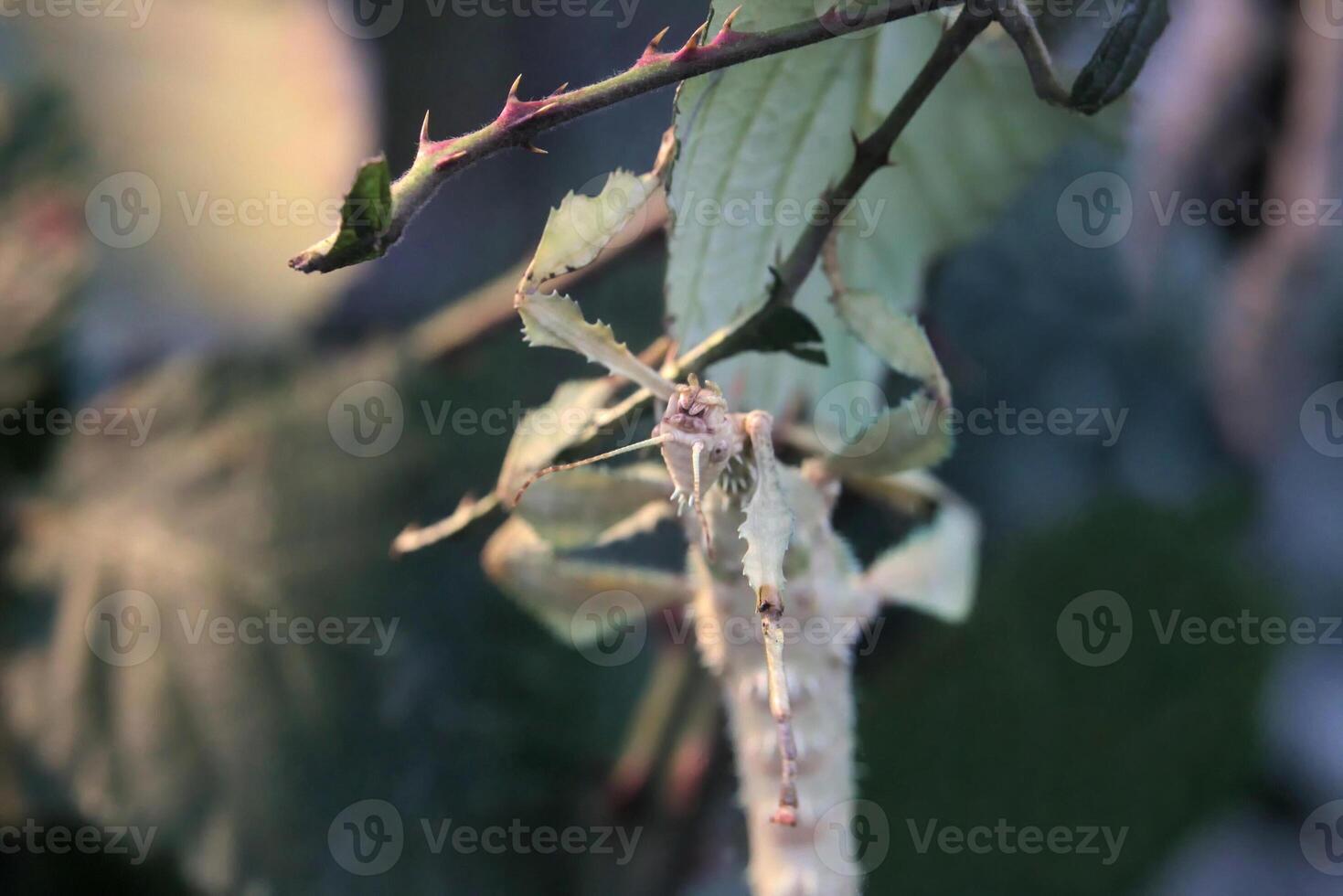 Giant Prickly Stick Insect - Extatosoma tiaratum - eating a leaf photo