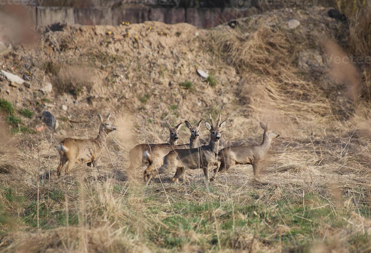 Small herd of roe deer - Capreolus capreolus - standing in front of earth heap and watching alarmed. photo