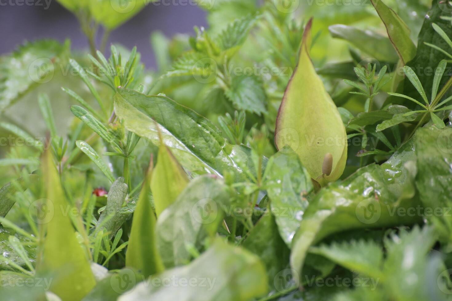 Wild arum - Arum maculatum - in a dense layer of vegetation. photo