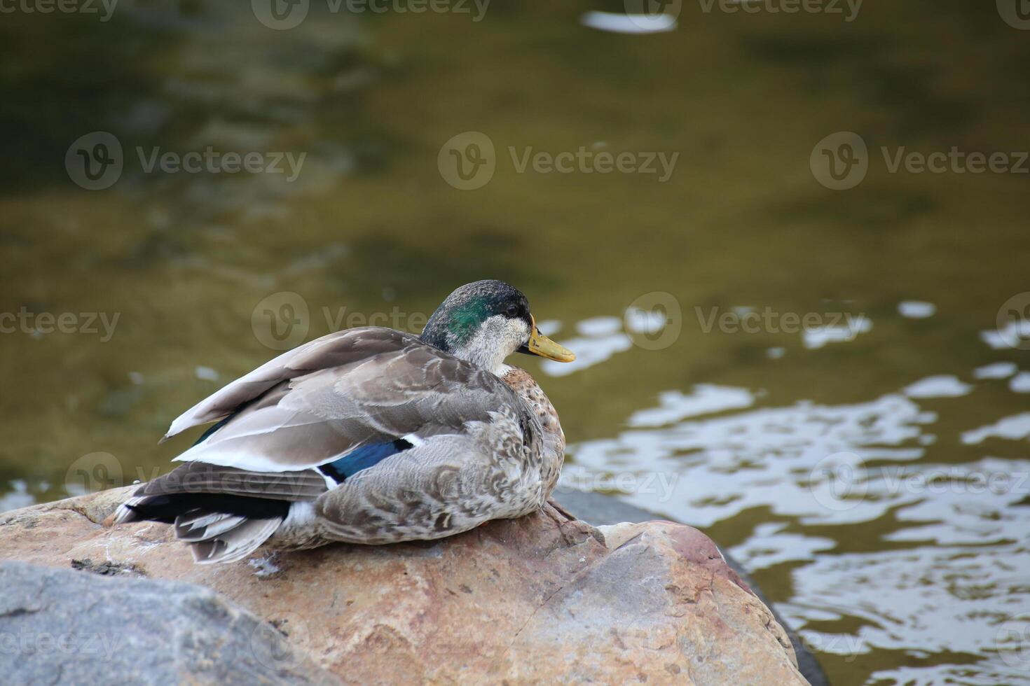 A male mallard - Anas platyrhynchos - during molt sitting on a stone. photo
