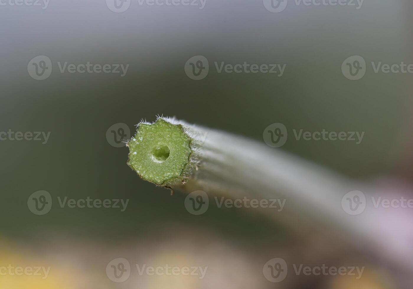 Close up of a cross-section of a Chervil - Anthriscus - stem. photo