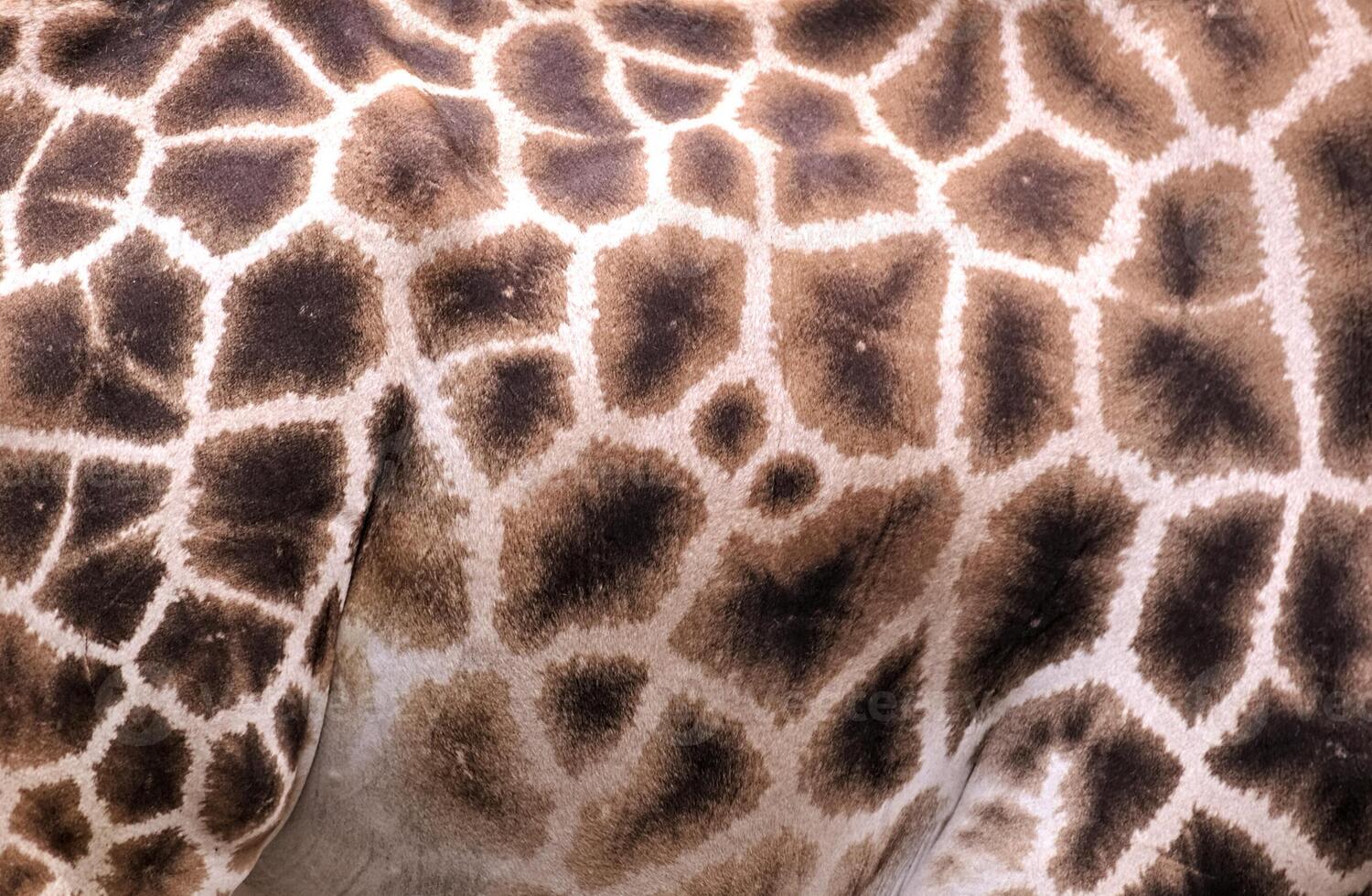 Pattern on the side of Rothschilds Giraffe - Giraffa camelopardalis rothschildi. photo