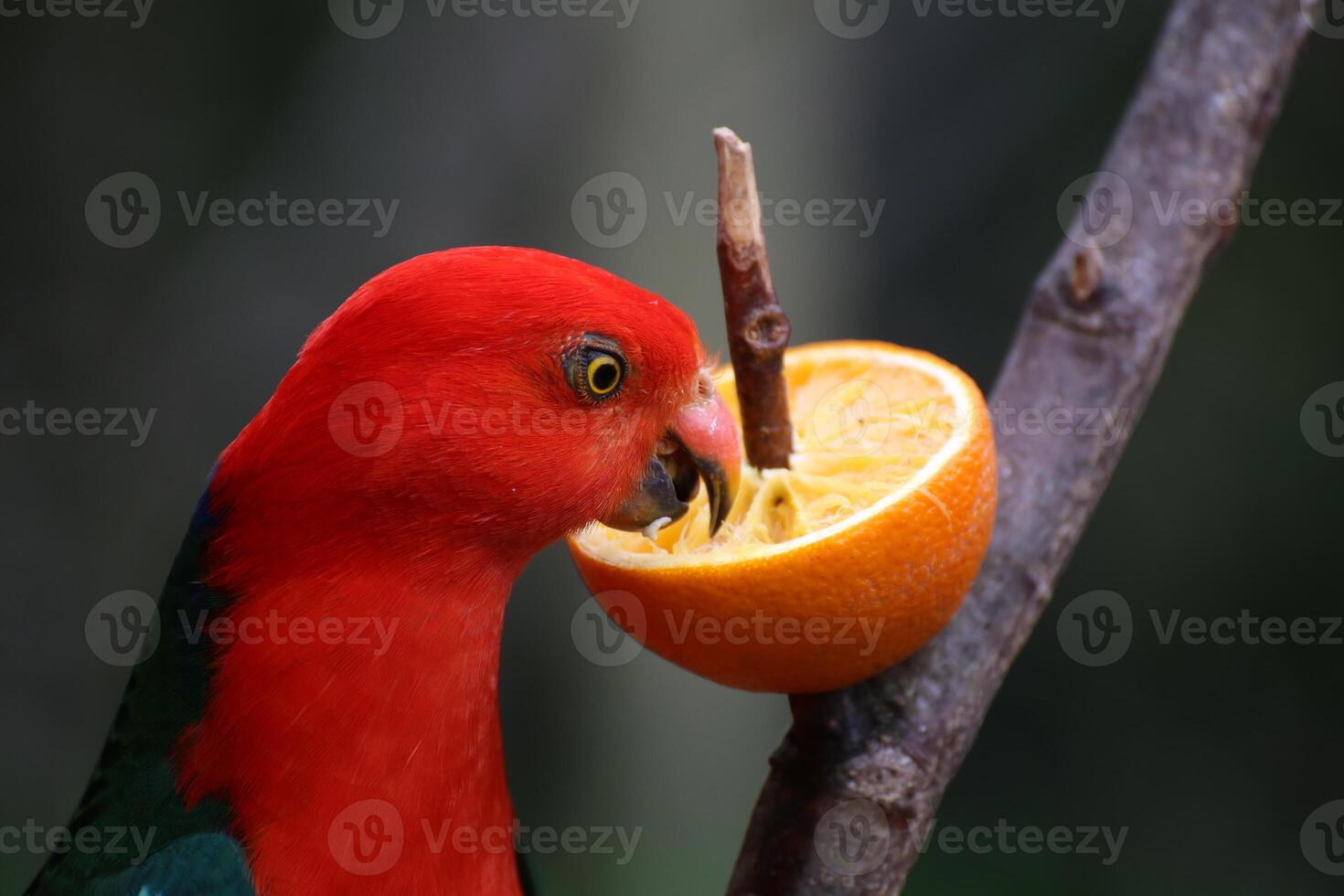 Australian king parrot - Alisterus scapularis - eating an orange. photo