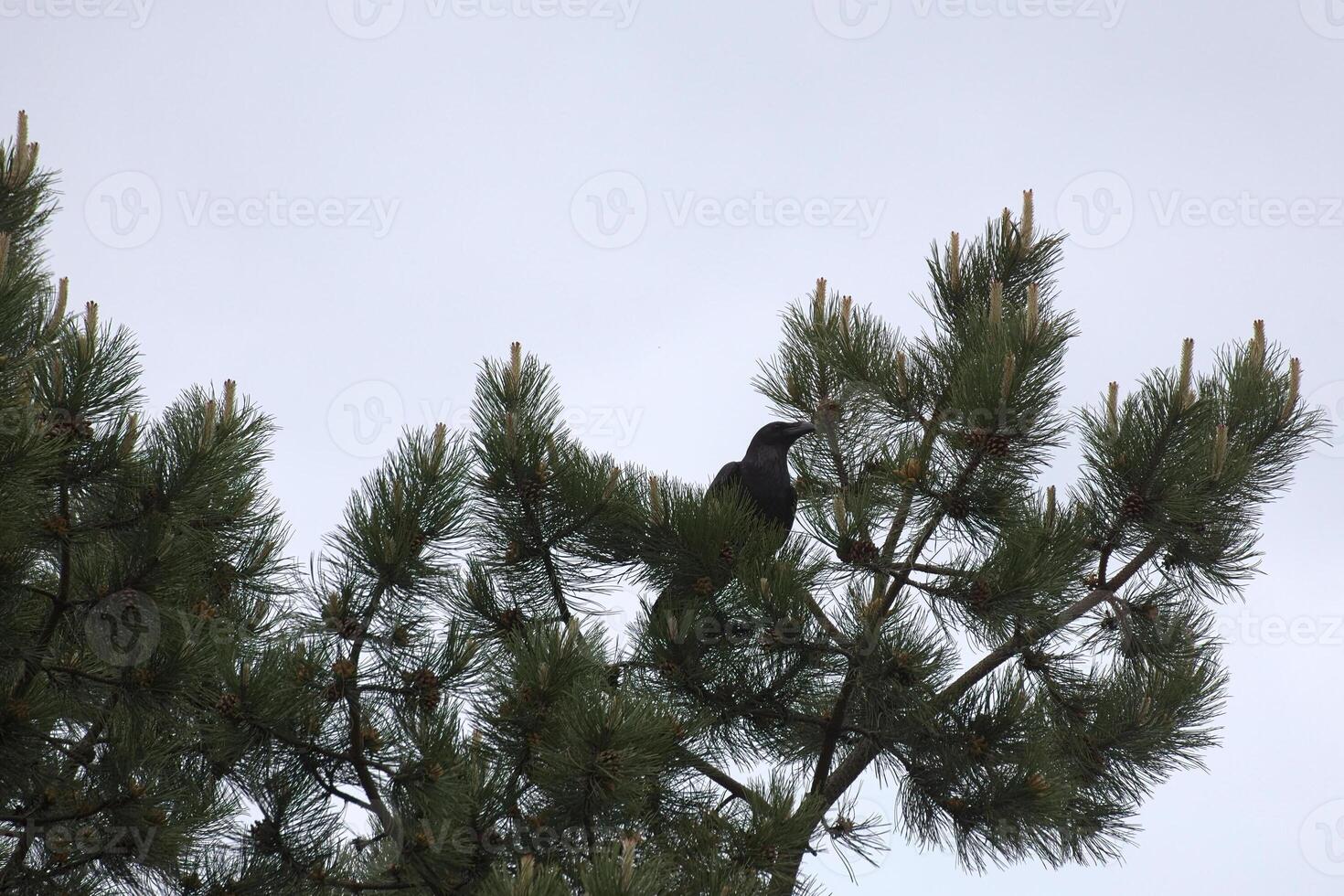 Common raven - Corvus corax - sitting on a conifer. photo