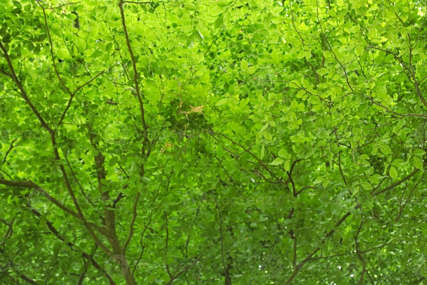 Upward view in beech forest canopy, usable as leaf background. photo