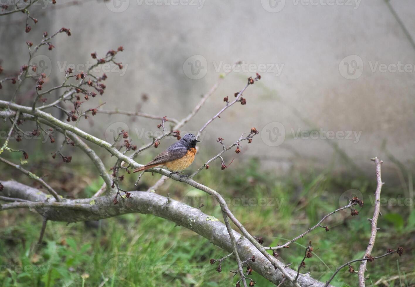 Common redstart - Phoenicurus phoenicurus - sitting ion a twig. photo