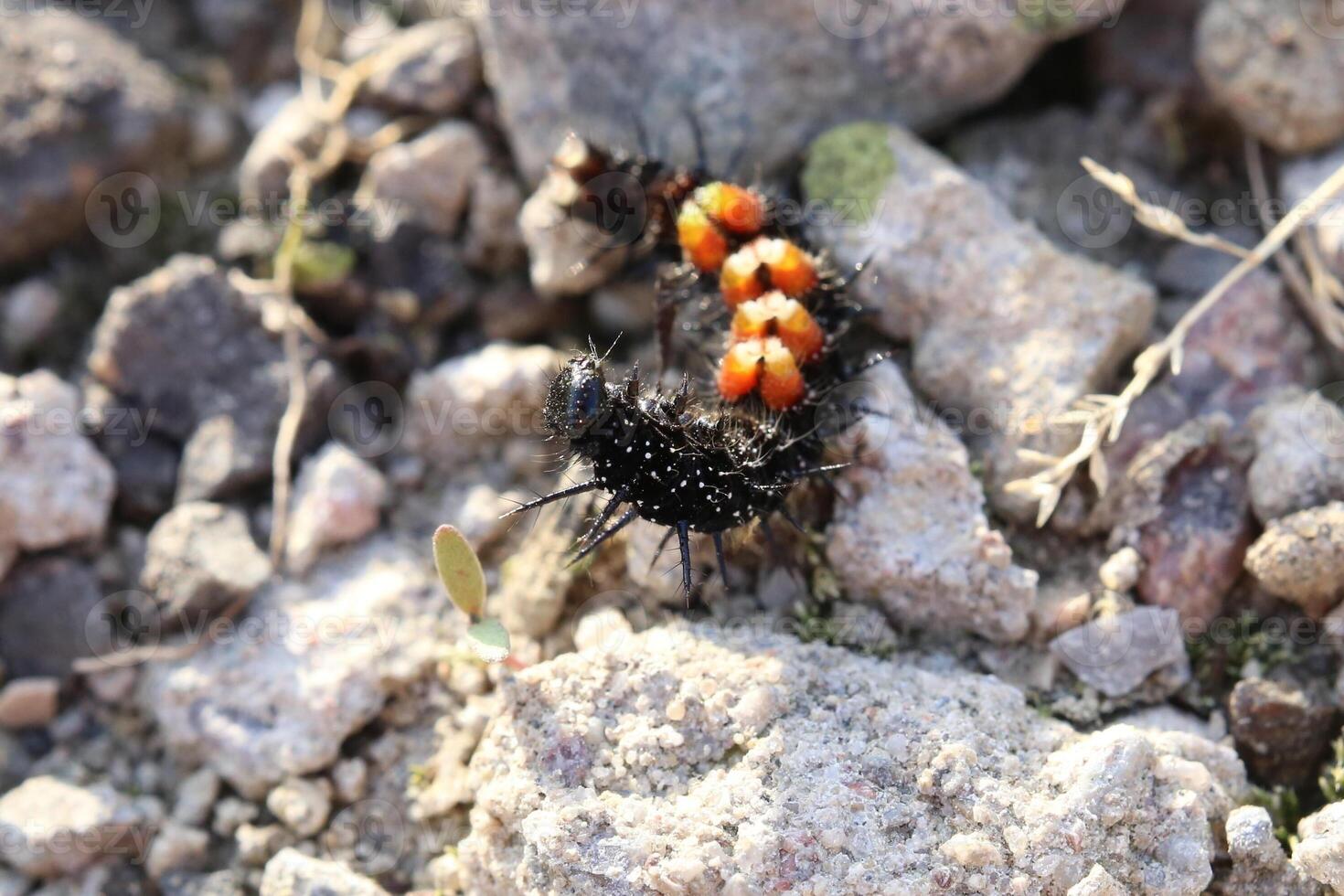 Caterpillar of the peacock butterfly - Aglais io - lying on its back. photo