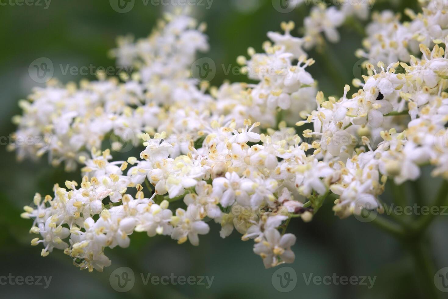 Close up of elder - Sambucus nigra - flower. photo