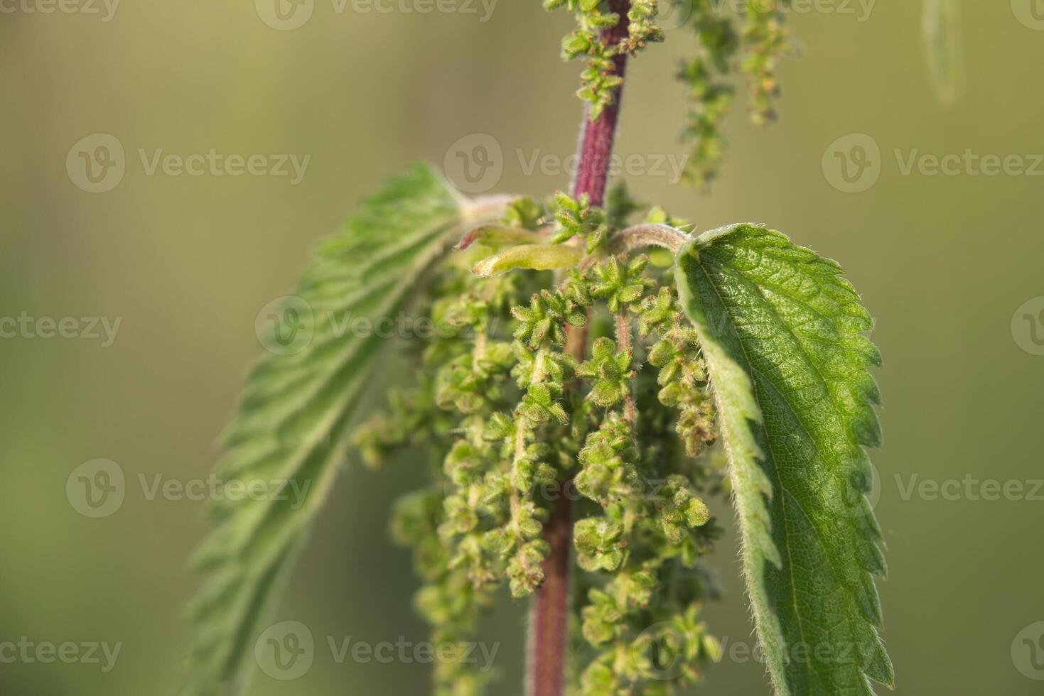 Macro of inflorescence of a stinging nettle - Urtica dioica. photo