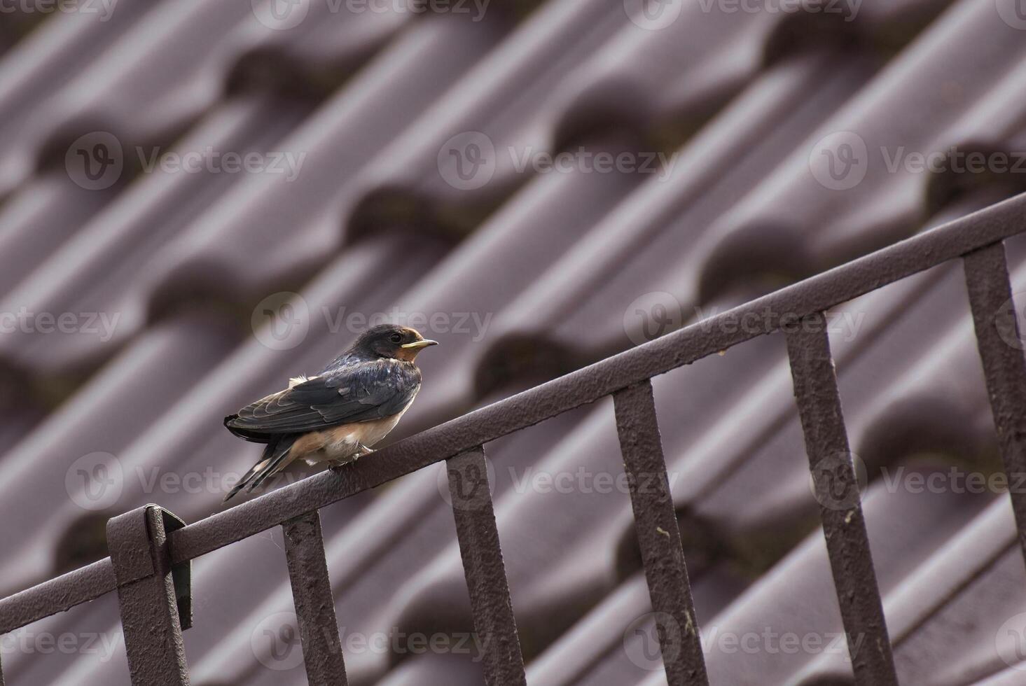 Young barn swallow - Hirundo rustica - sitting on a roof. The image has strong brown an red colors. photo