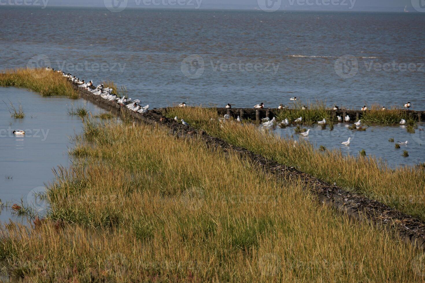 A group of birds standing on a dock in norddeich photo