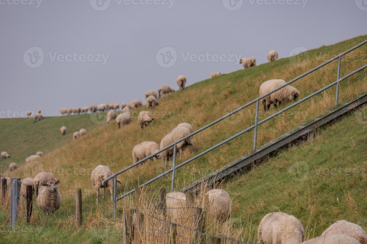 sheeps near pilsum village at the north sea photo