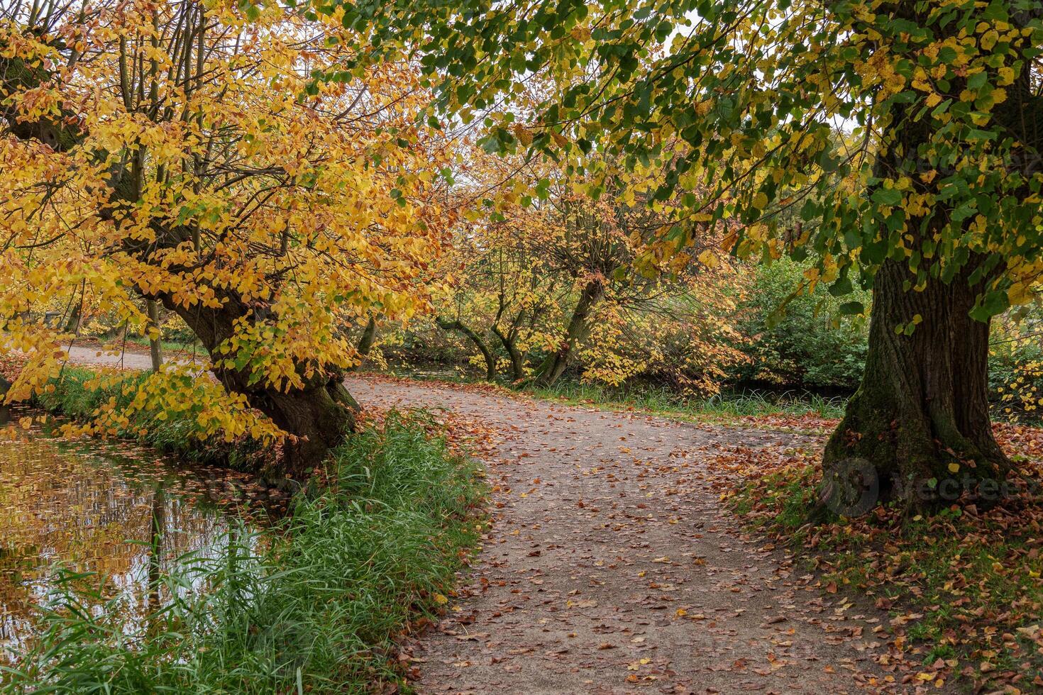 A path that is lined with trees photo