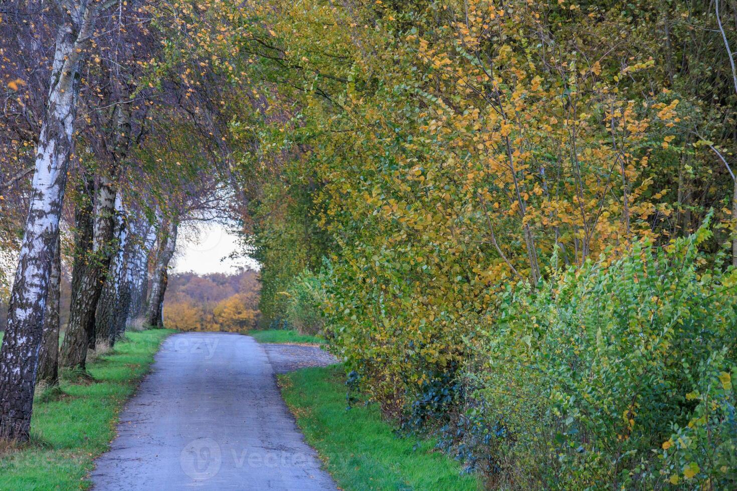 A paved road lined with trees and grass photo