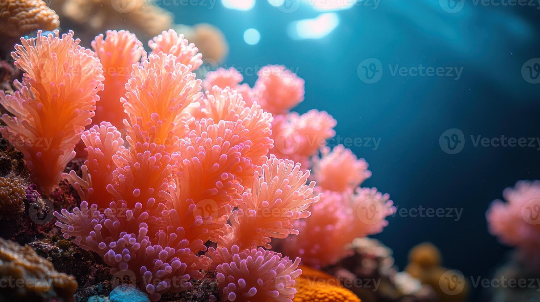 Colorful coral formations thrive in clear blue waters, showcasing nature's beauty beneath the waves photo