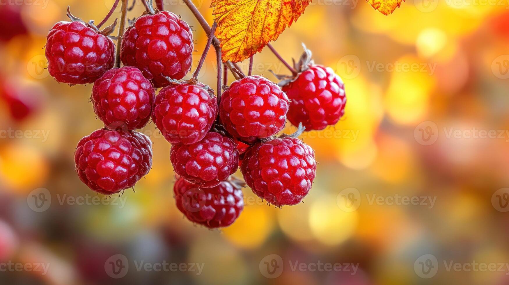 Clusters of bright red raspberries sparkle against a backdrop of golden autumn leaves photo