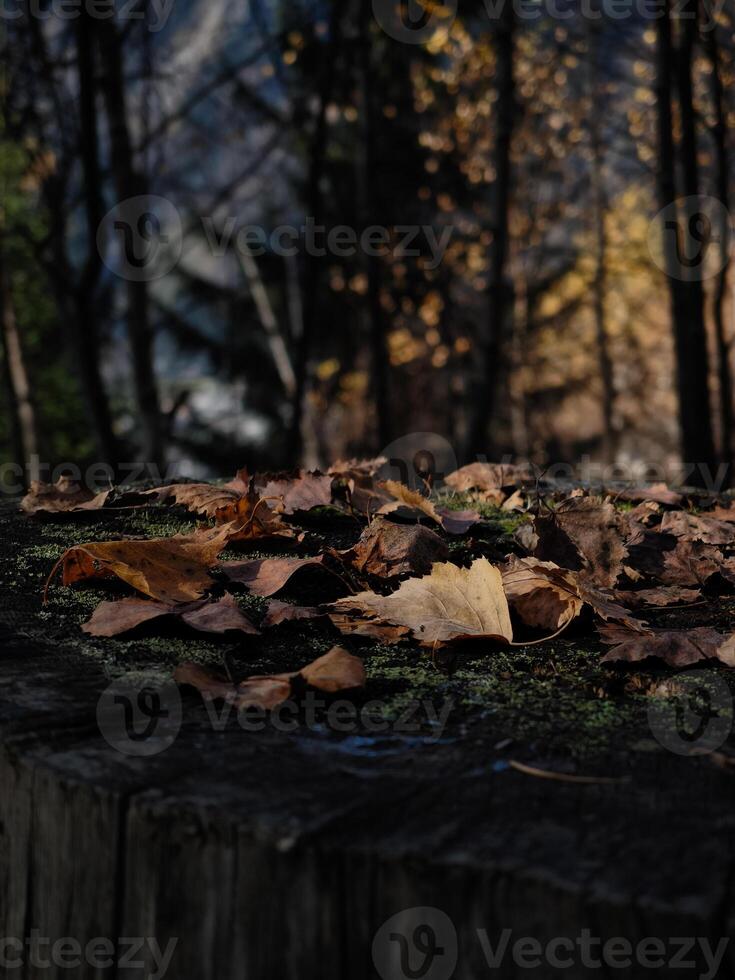 Fallen autumn leaves resting on tree stump in chamonix forest photo