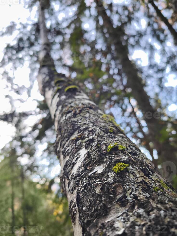 Moss growing on tree trunk in chamonix forest during autumn photo