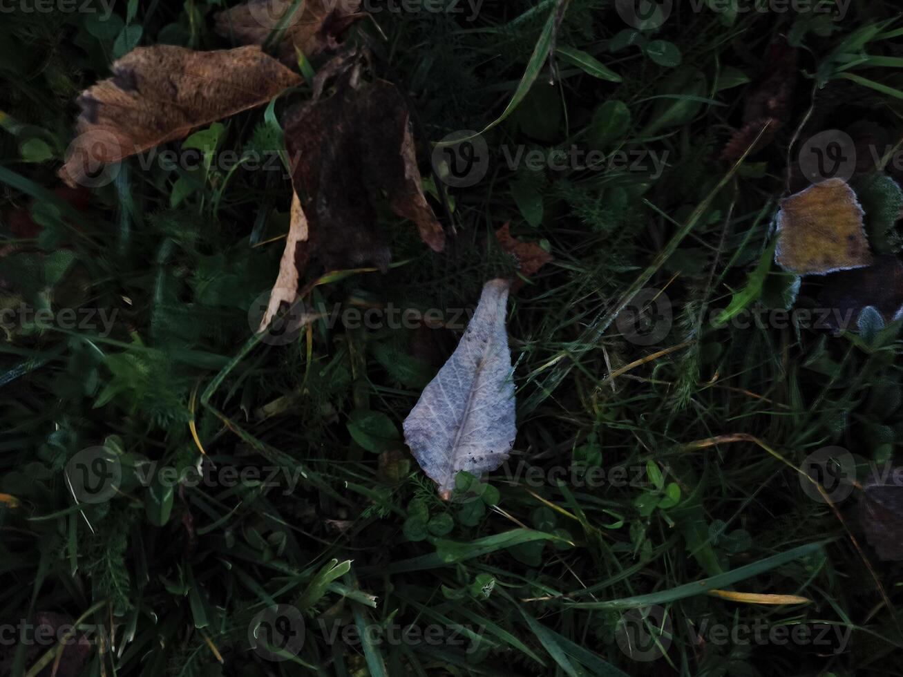 Fallen autumn leaves resting on green grass in chamonix, france photo