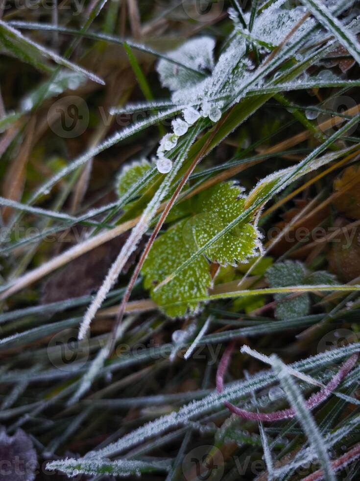 Frozen grass and leaves showing the first signs of winter in chamonix, france photo