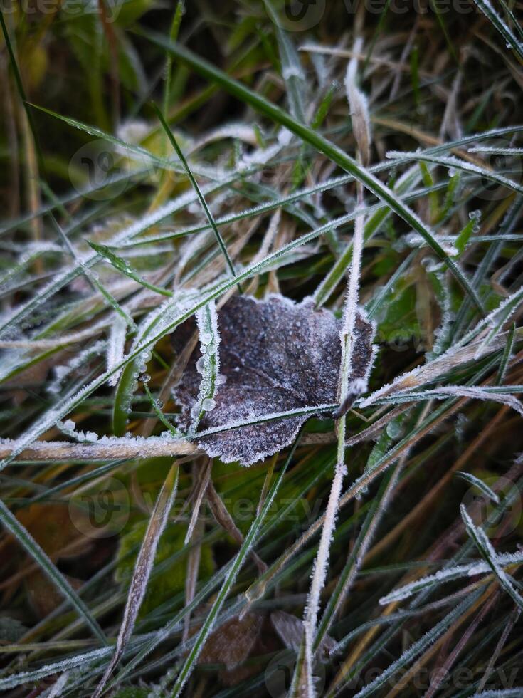 Frost covering grass and leaf in chamonix, france during autumn photo