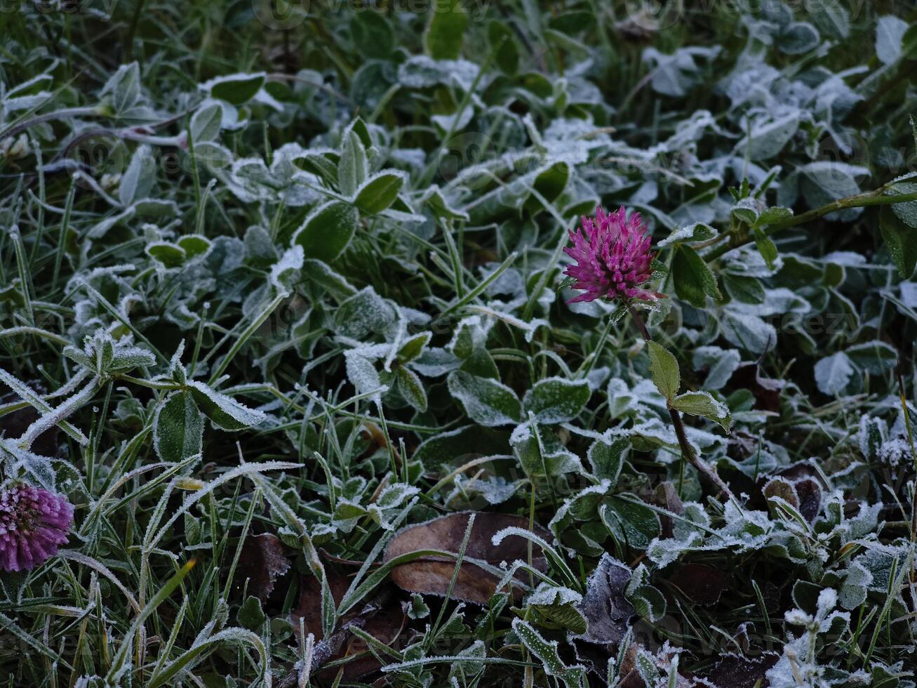 Clover resisting frost in chamonix, france, during november photo