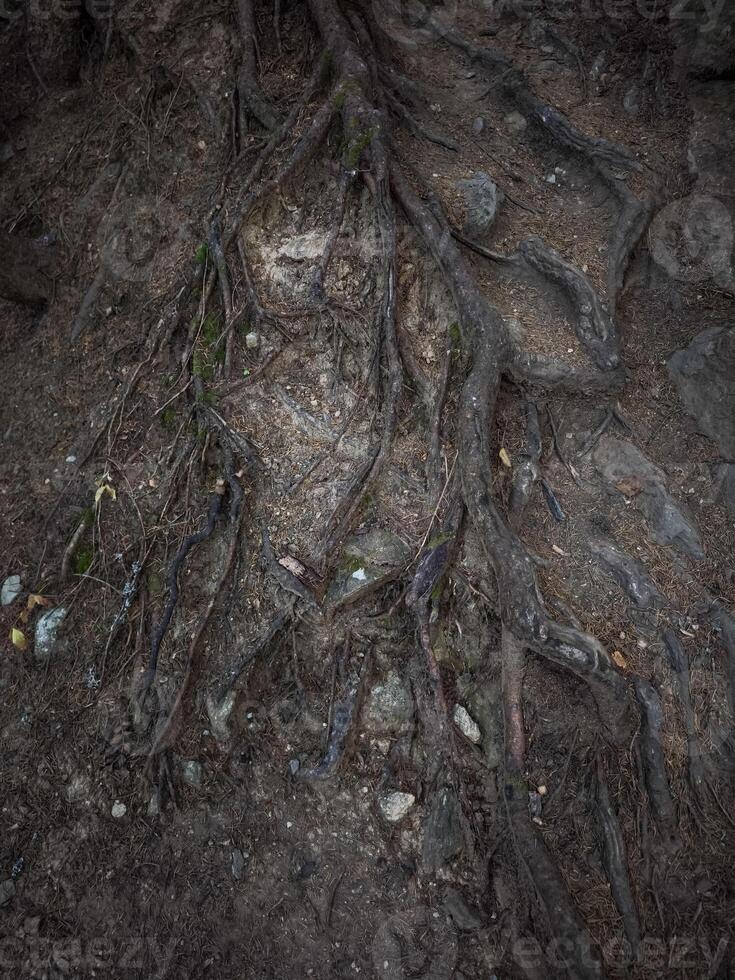 Large tree roots growing above ground in chamonix forest photo
