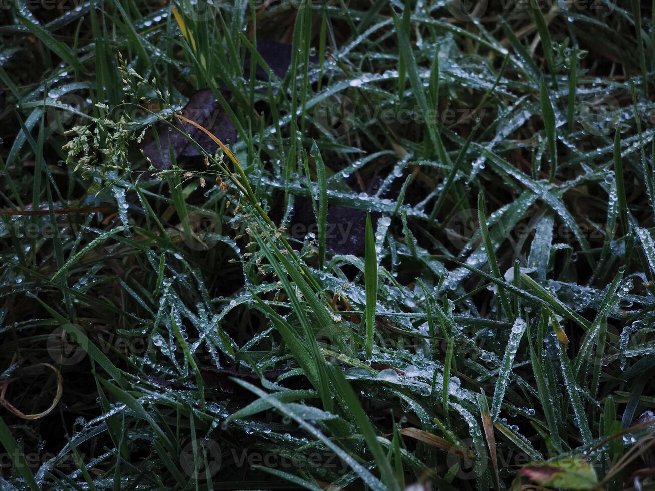 Dew drops clinging to blades of grass in chamonix, france photo