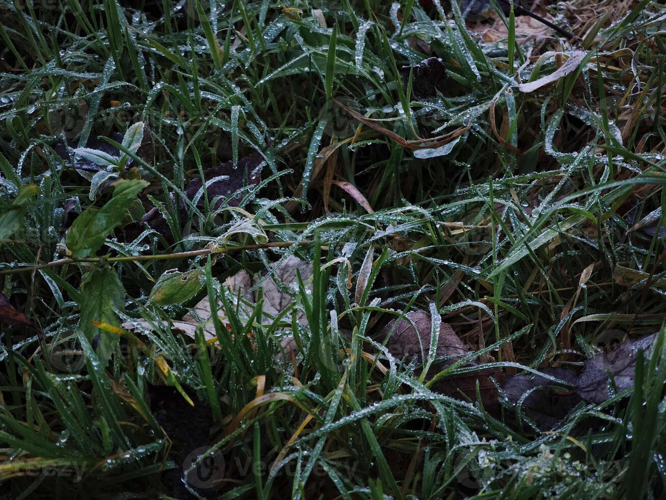 Dew covering grass blades and autumn leaves in chamonix, france photo
