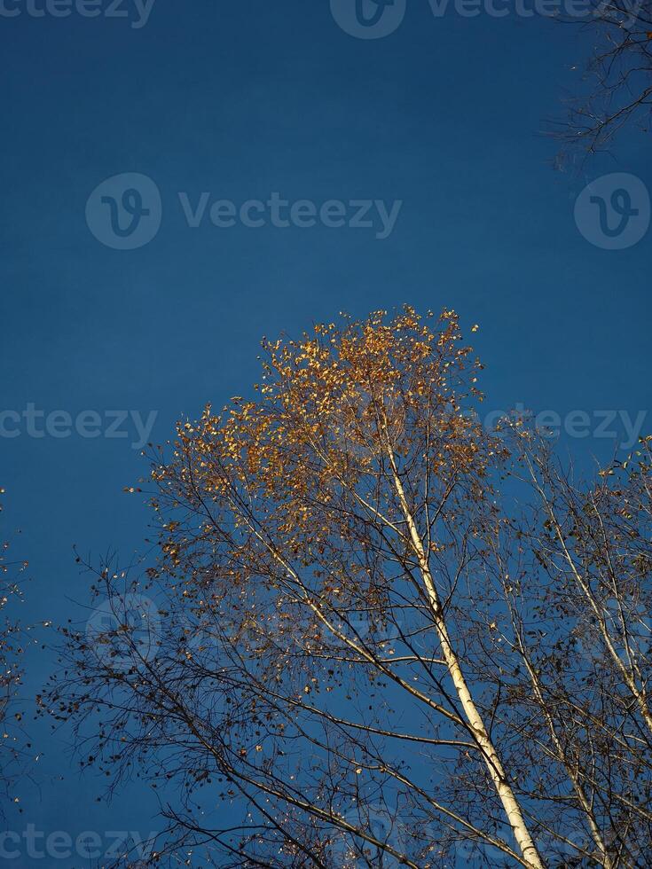 Birch branches with golden autumn leaves against a deep blue sky in chamonix, france photo