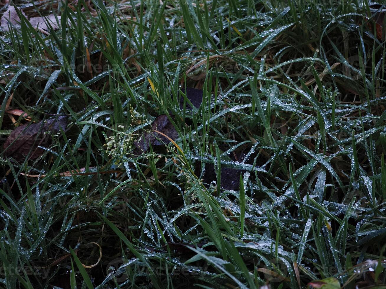 Dew drops adorning blades of grass in chamonix, france photo