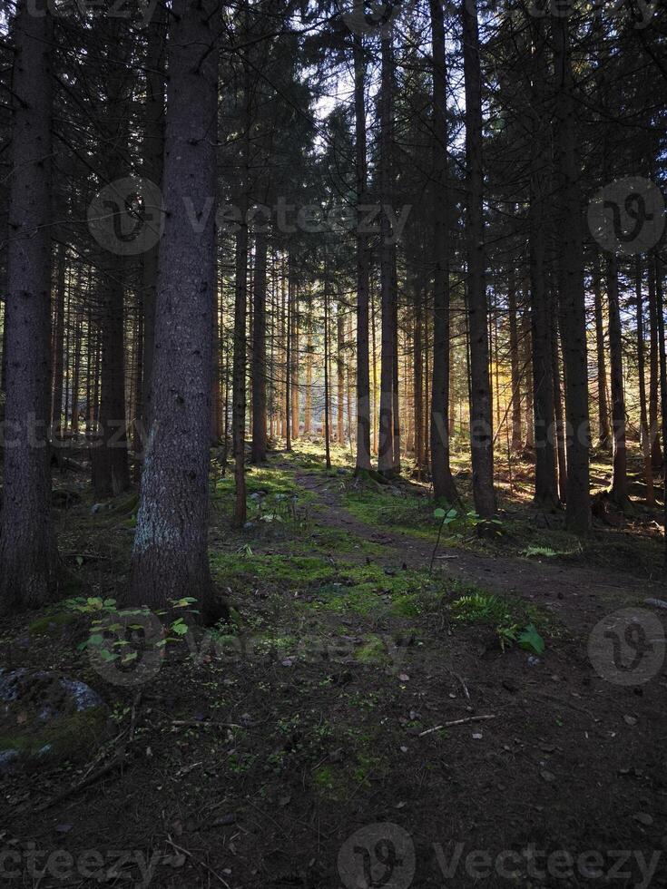 Sunlight filtering through trees in chamonix forest during autumn photo