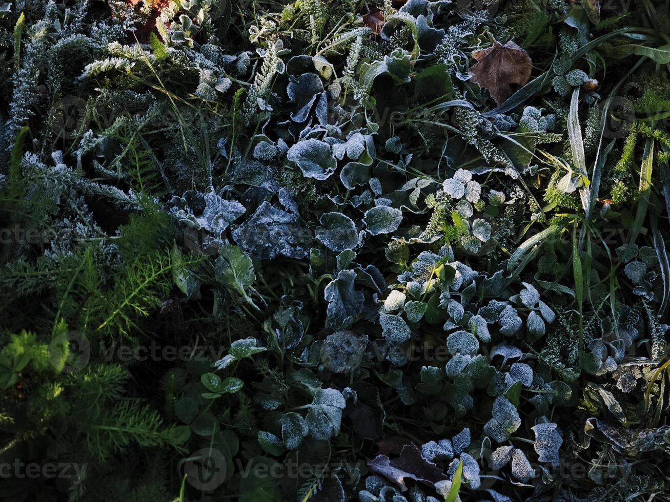 Frost covering plants in chamonix, france during autumn photo