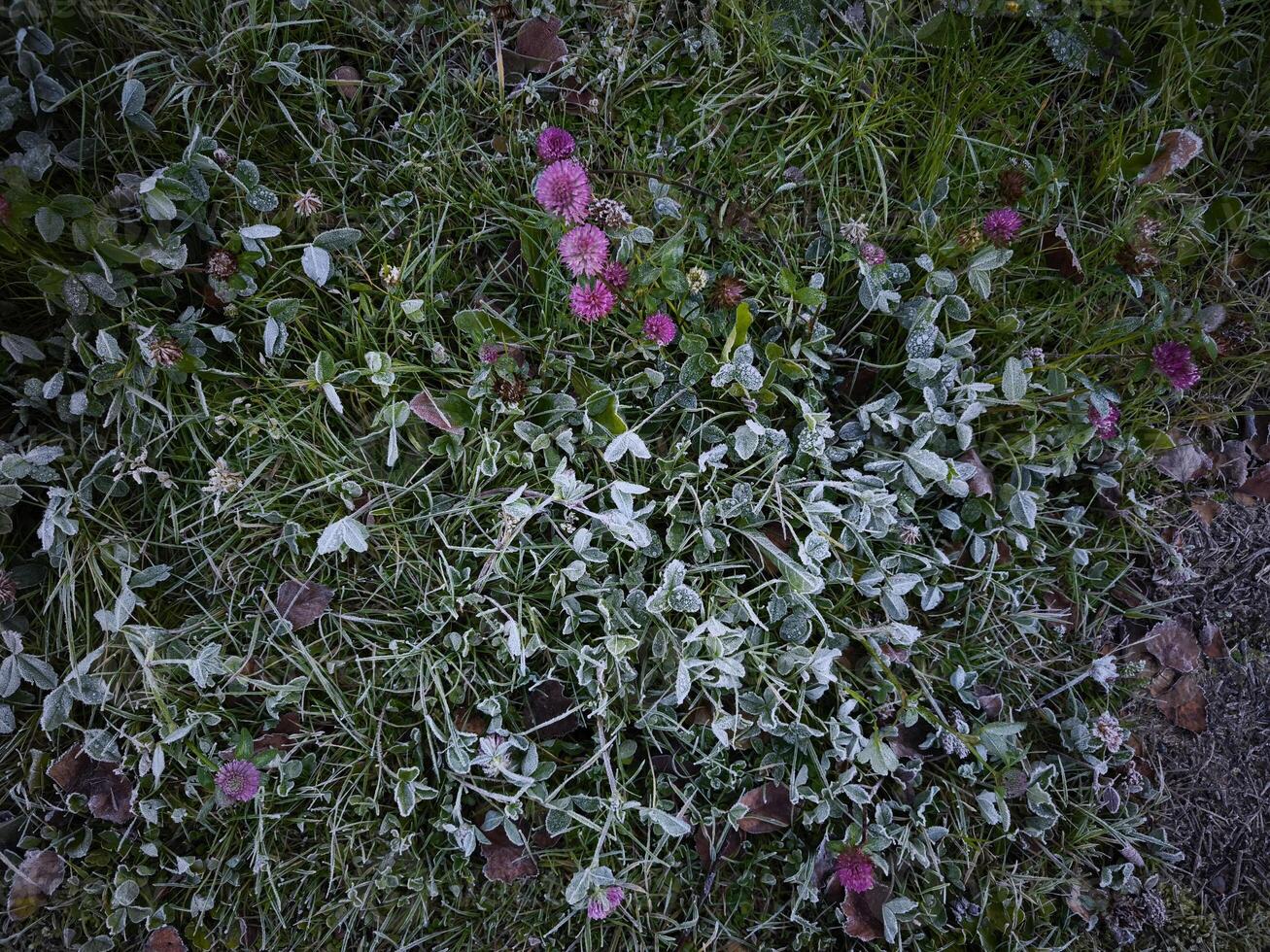Frost covering grass and clover in chamonix, france during autumn photo