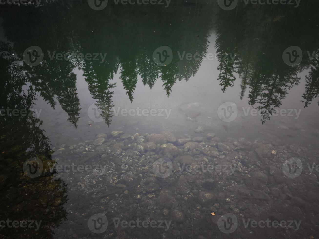 Pine trees reflecting in calm Lake Gaillands in chamonix, french alps photo