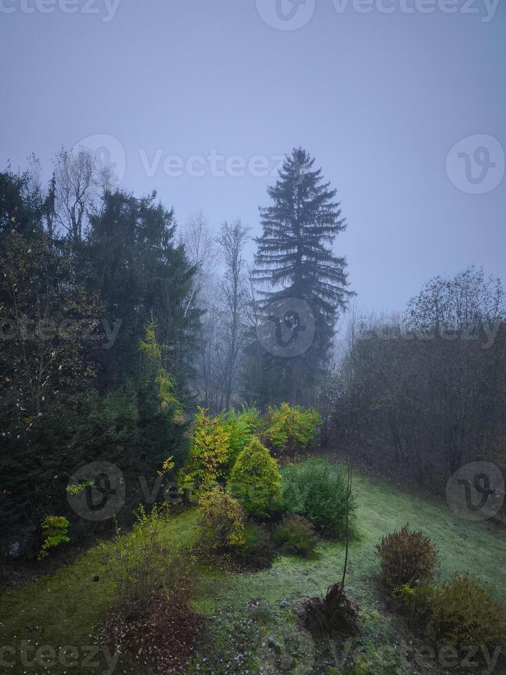Fog covering trees and bushes in chamonix mont blanc in autumn photo