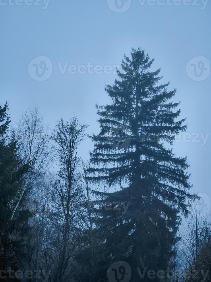 Majestic pine tree standing tall in the misty autumn forest of chamonix, france photo