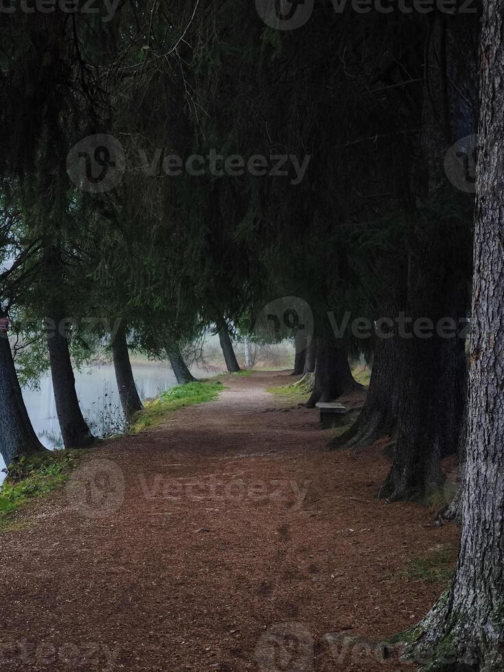 Footpath inviting walkers into enchanting lakeside forest in chamonix, france photo