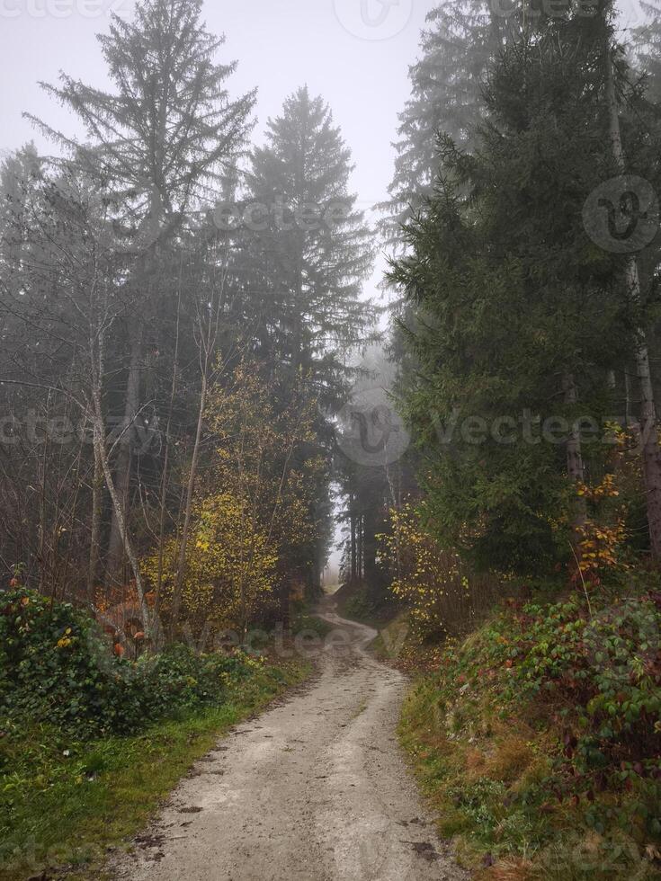 Winding path disappearing into foggy autumn forest in chamonix, france photo