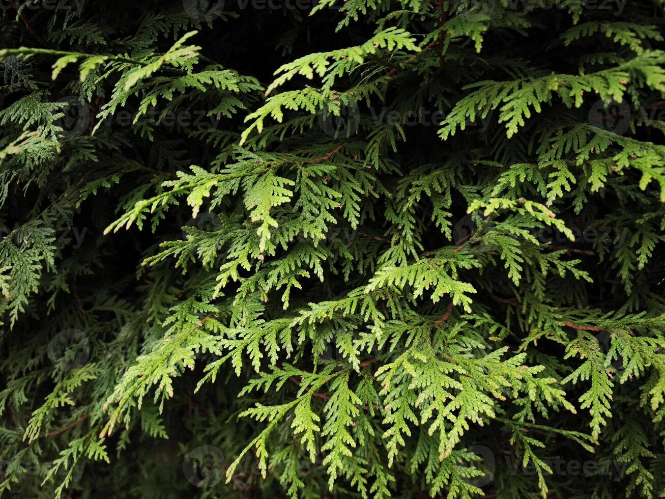 Vibrant green thuja leaves creating lush natural texture in chamonix, france photo