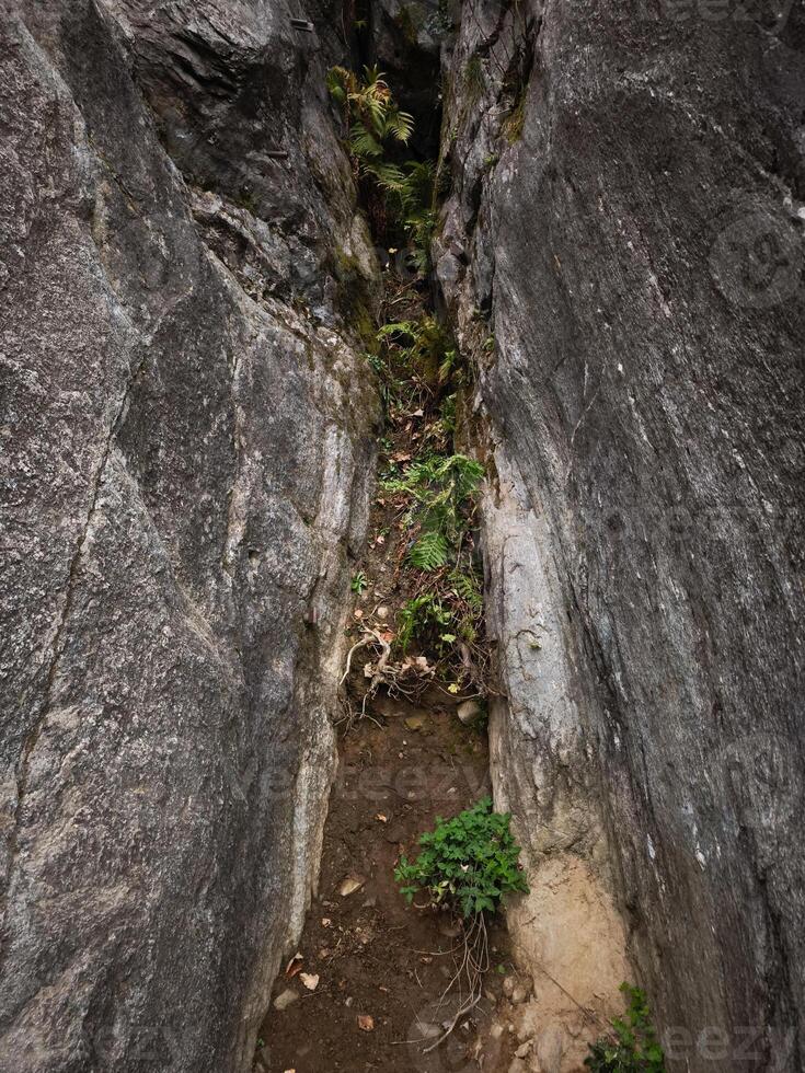 Plants growing in rock crevice in chamonix mountains photo