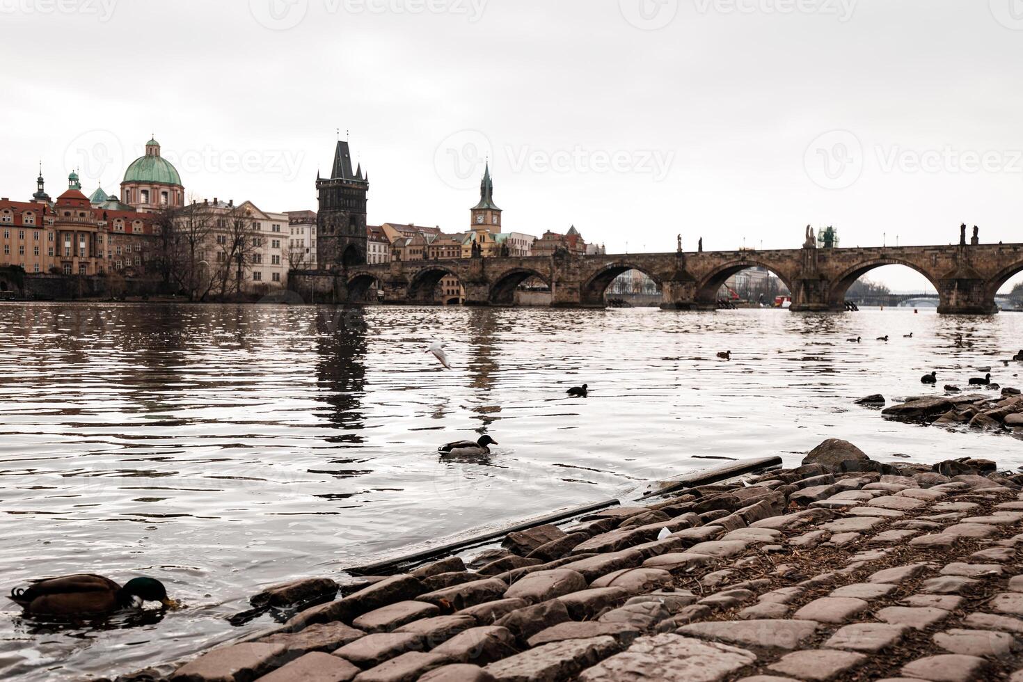 Ducks swimming in the vltava river with charles bridge in background photo