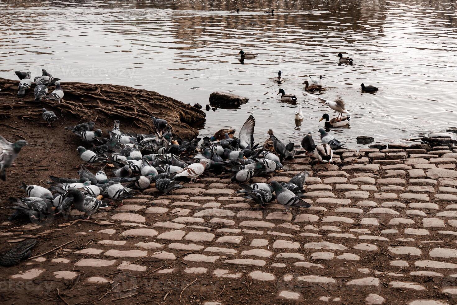 Pigeons and ducks gathering on the banks of the vltava river in prague photo