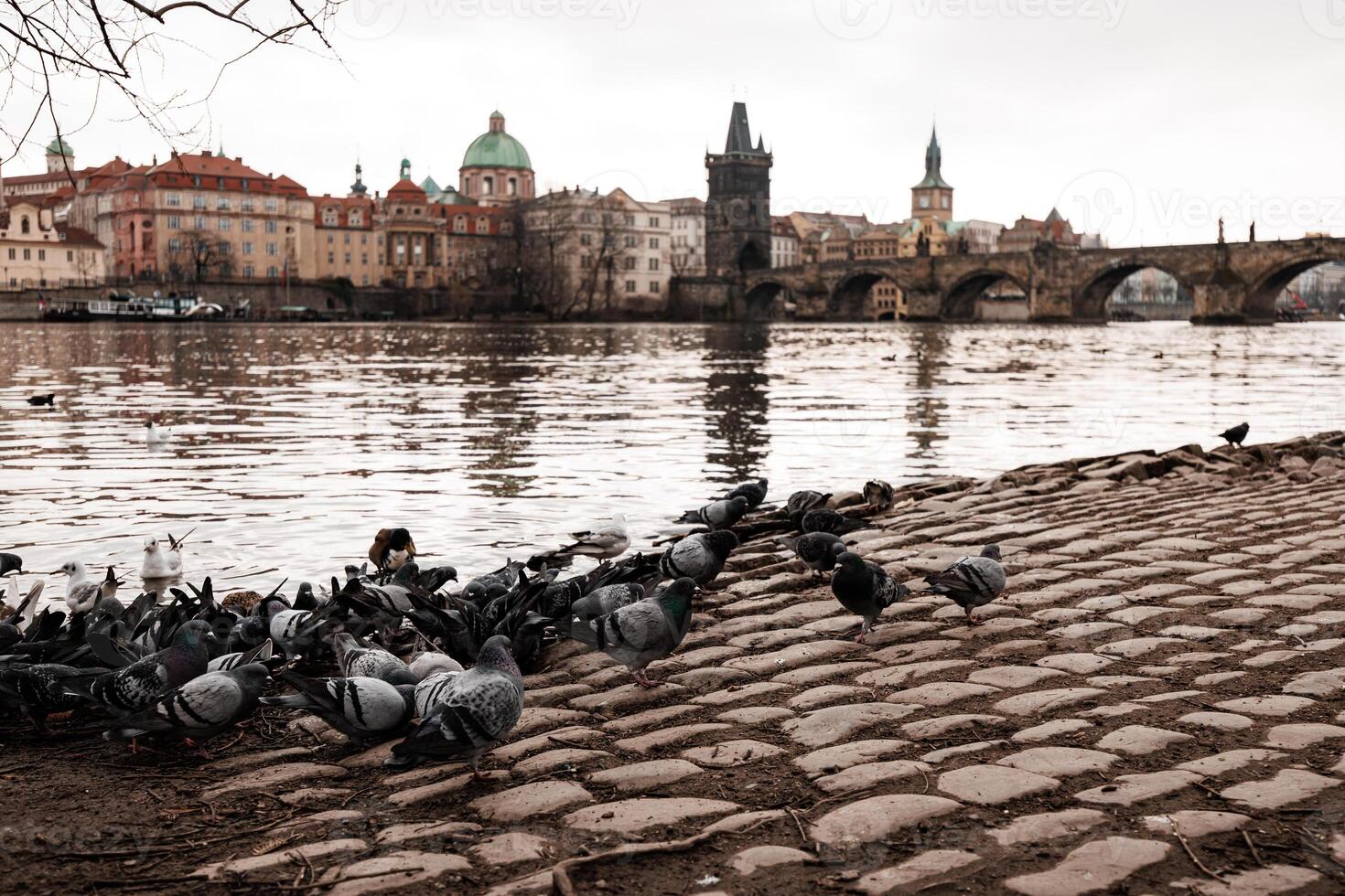 Pigeons and ducks resting on the vltava river in prague with Charles Bridge Background photo