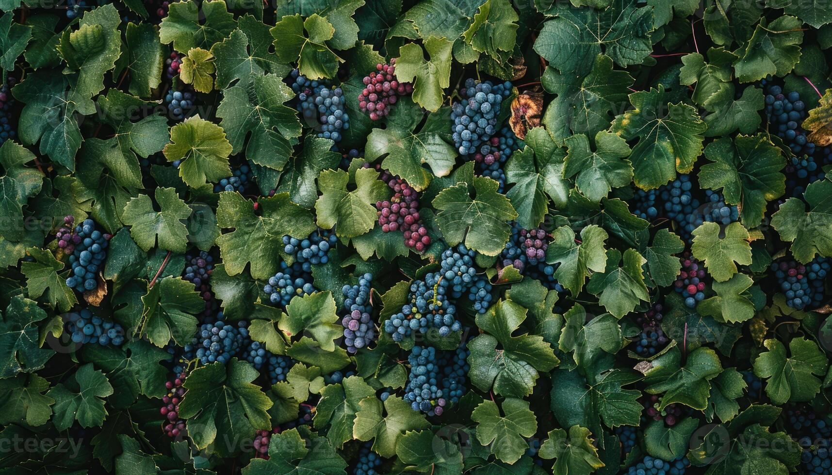 Lush Green Grapevines With Red And Blue Grapes photo