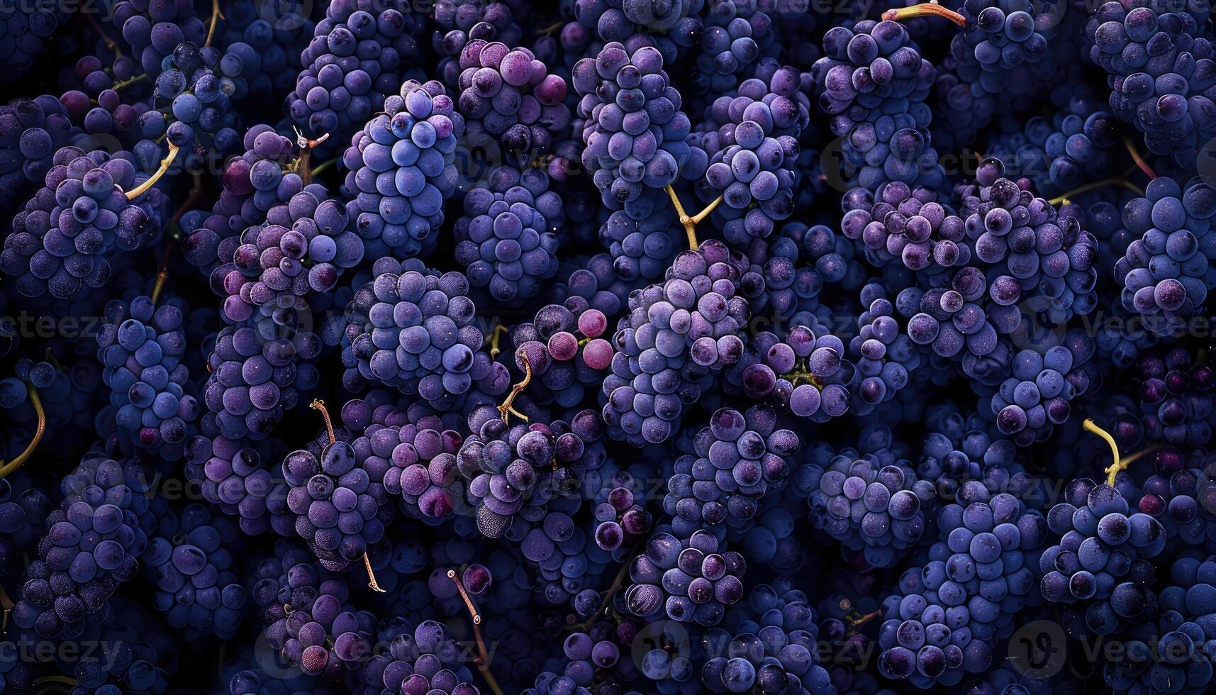Abundant Clusters Of Dark Purple Grapes photo