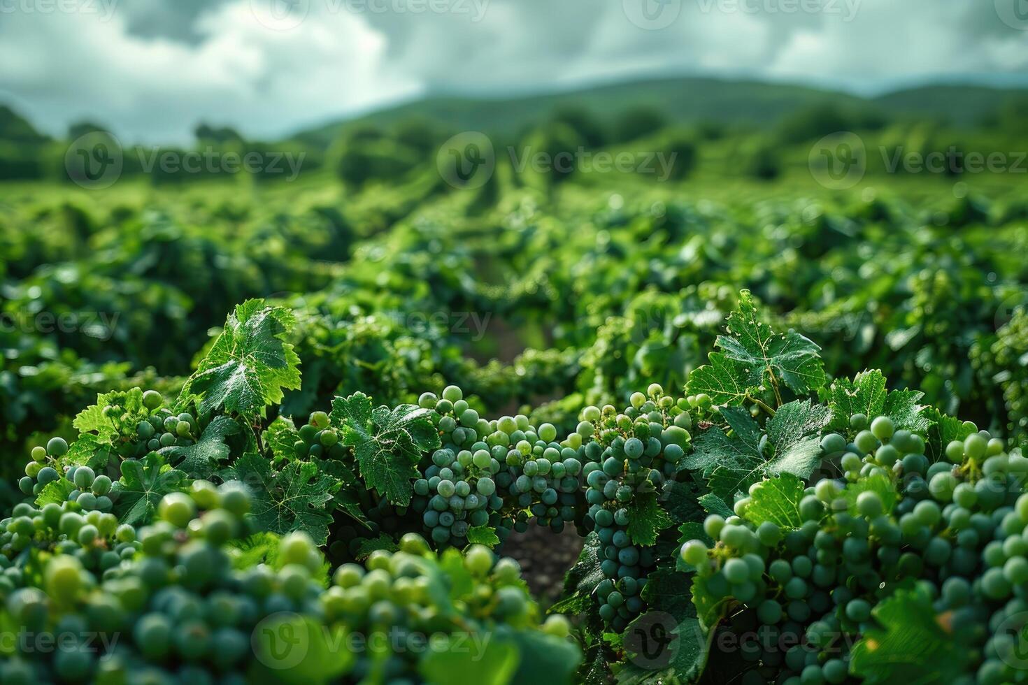 Lush Green Vineyard Grapes Growing On Vines photo