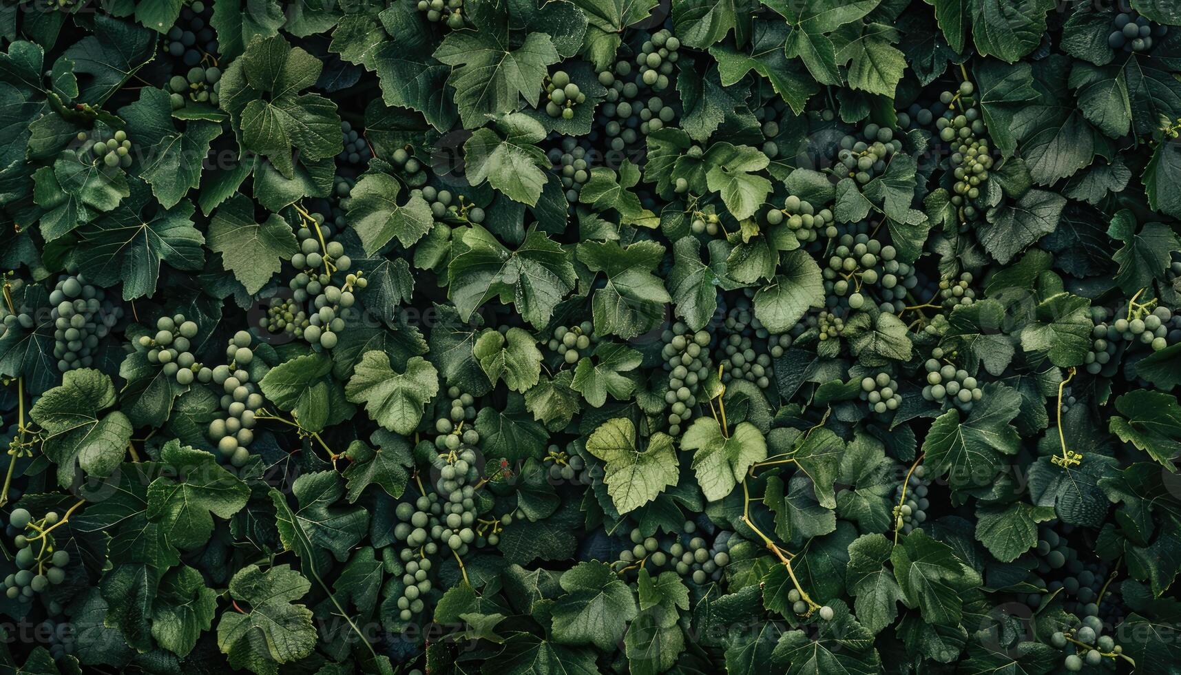 Lush Green Grape Vines and Clusters of Grapes photo